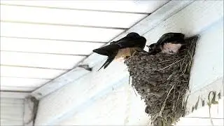 Forced Out! - Life at a Crowded Barn Swallow Nest - &copy; Kip Ladage