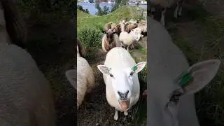 KOYUNLAR l ME MEE MEEE 🐑 #shorts #sheep #sheeps #koyun #vlog #keşfet #tiktok #hepsiger&ccedil;ek
