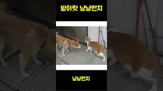 Take this, 'cat paw' punch! 4