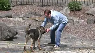 Pond Playtime! Watch This German Shepherd Go Wild for Fetch | Kraftwerk K9 Pro
