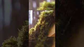 Alone built a dugout in the forest start to Finish #survival #wood #shotrs 😍🏠🥰