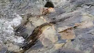 ASMR Soft Spoken - Ambient Water Sounds (Rivers of the Lake District)