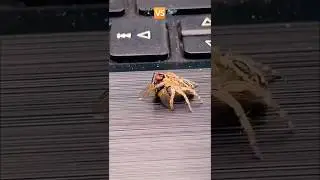 Spider🕷️ vs Fly🪰: A Tiny Predator&rsquo;s Victory! #SpiderHunt #SpiderVsFly #NatureDocumentary #trending