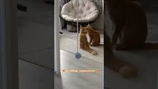 Любовная история 🥰 Love story &hearts;️ #car #кот #котик #kitten #cute #love #любовь
