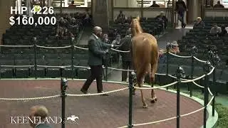 Hip 4226, Double Dream sells for $350,000 at 2023 Keeneland November