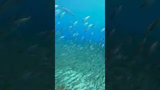 Bar Jacks hunting a baitball