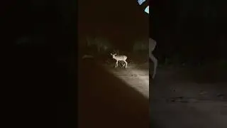 Deer in Dubai | love lake dubai