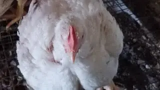 Огляд хозяйства - бройлери - кролики - перепілки - домашне господарство