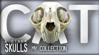 My Animal Skull Collection