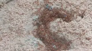 Red Ants Eat Earthworms and Home of Red Ants in Rain Season