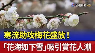 寒流助攻梅花盛放！ 「花海如下雪」吸引賞花人潮