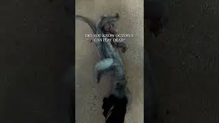 Octopus plays dead towards diver 🐙💀