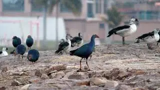 Grey Headed Swamphens #naturephotography #canon #jodhpur #bird #photography #rajasthan #india #top5