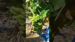 EXCITING HARVEST LATUNDAN BANANA!