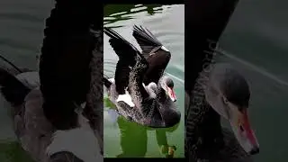 Black swan teaches 2 cygnets how to fly