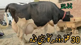 جرسی فریزین تازہ سوئی گاۓ دودھ 30 کلو پلس مناسب قیمت /16/01/2026/03085773788