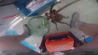 Octopus 1.5kg Taco Egi Fishing in Japan. How to catch octopus with lures. 明石でタコ釣り