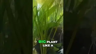 Что поможет моему аквариуму?