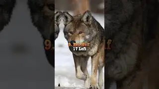 Animals that will extinct soon #shorts
