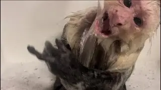 Capuchin monkey LOVES BATH!