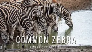 🦓 Plains Zebra | 5 Interesting Facts 🦓