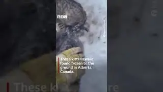 Oil worker in Alberta, Canada, used warm coffee to rescue kittens frozen to the ground.