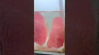 free swim hari pertama #discus #ikandiscus #discuslover #discusbreeder #discusbreeding #dlc #shorts