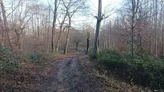 Cobham woods.
