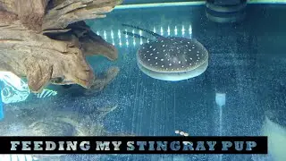 Stingray Pup Feeding