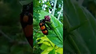 #insectmacro