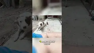 What's Wrong With My Dog? - Acting Weird Today. #shorts
