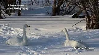 The squawk heard around the farm!