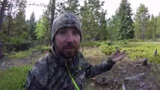 Elk Hunting Estes Park
