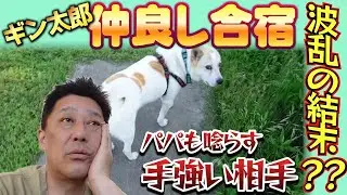ギン太郎の仲良し合宿が波乱の結末に！？予期せぬ事件勃発！