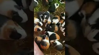 Tricolor Guinea pig #animals #guineapig #pets #farm