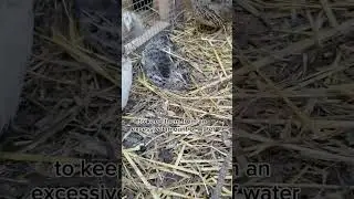 Where to House Quail #shorts #quail #backyardpoultry #homesteading