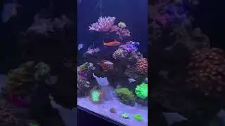 Evolution Aqua 600s Pro