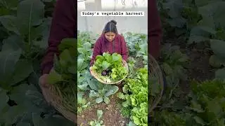 Today&rsquo;s vegetable harvest #harvest #gardening #youtubeshorts