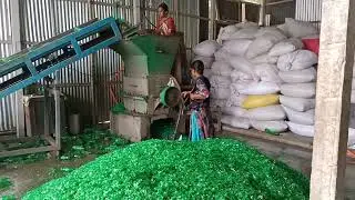 Pet Bottle Green Crushing  by sheikh plastic