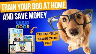 🔴  BRAIN TRAINING FOR DOGS┃Your dog's problem behaviors can fade away
