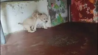 Labrador Male Female Puppy Mo 8104072120