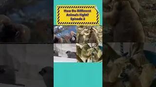 How Do Different Animals Fight? Episode[2]#animals #cute #cuteanimals #funnyanimals #animalsfight