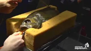 Fish Gets Cosmetic Surgery To Stop Other Fish From Bullying It