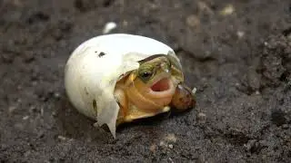 McCord's Box Turtle (Cuora mccordi) Hatchling Yawns in Egg