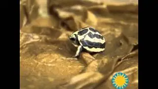 Second Spider Tortoise Arrives at the Smithsonian National Zoo