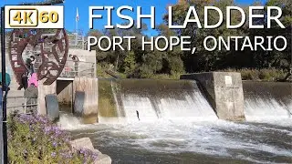 Explore Corbett's Dam: Port Hope Fish Ladder in 4K! 🐟 | Walking Tour