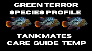 Green Terror Care || Guide || Growth || Cichlid || Tankmates