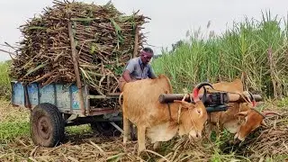 New Young Bullock Cart Heavy Load Mud Riding in Stuck // Jallikattu Madu
