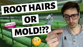 Микрозелень. Плесень или корневые волоски и как отличить?!