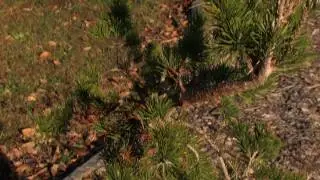Pinus Banksiana Uncle Fogy HD